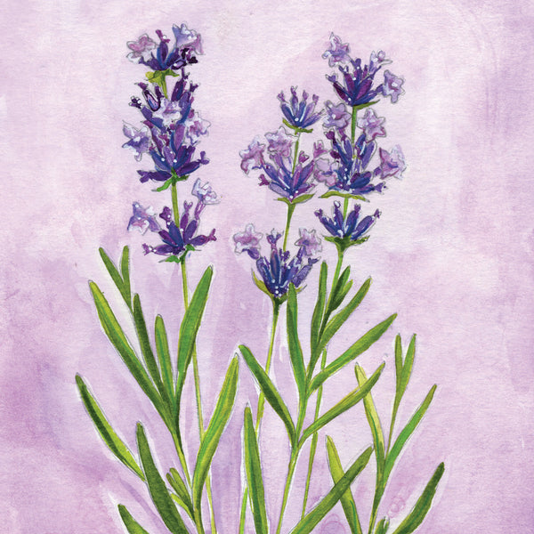 Lavender (Restoration) Mounted Print