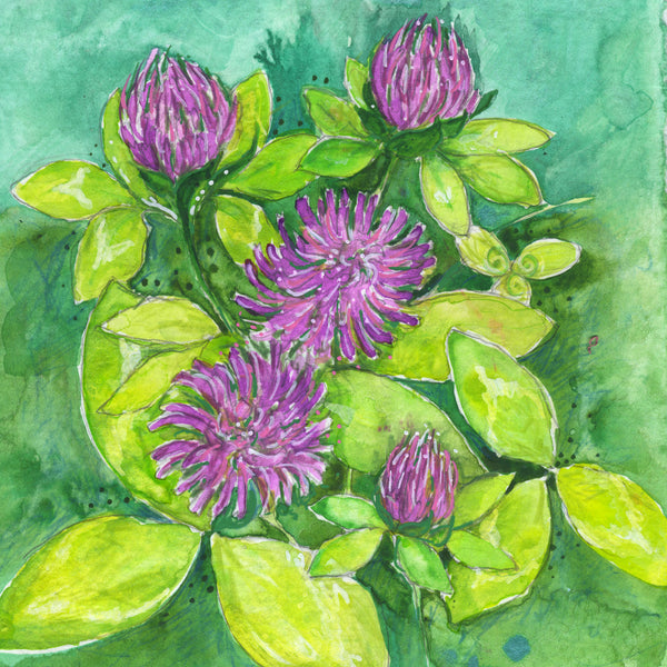 Red Clover (Tranquility) Mounted Print