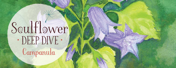 Campanula: On Belonging