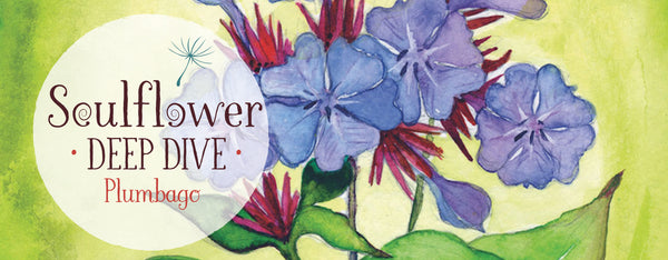 Plumbago: Be A Flower