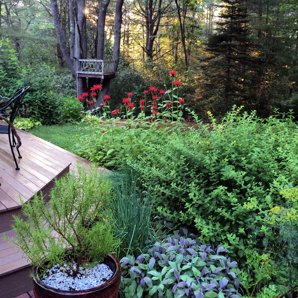 Private Mentorship Mornings in the Sanctuary Garden