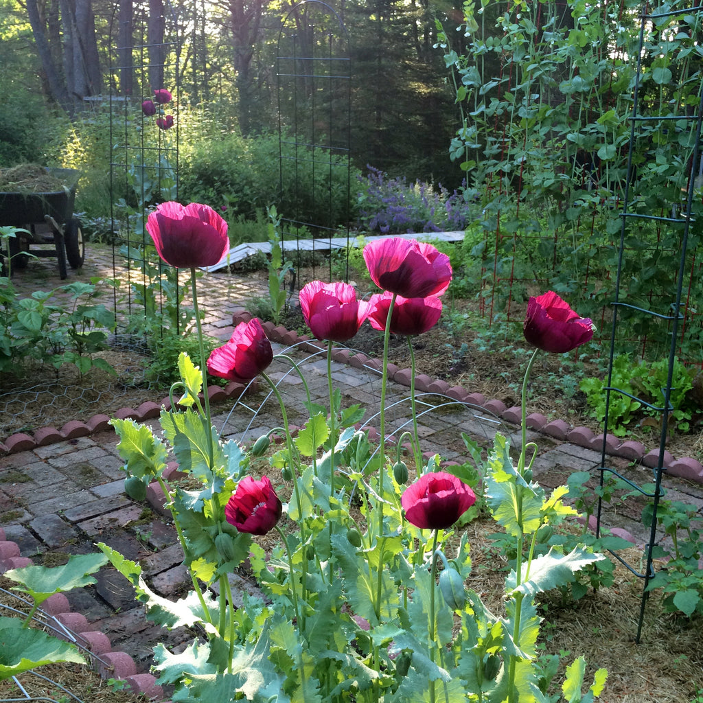 Private Mentorship Mornings in the Sanctary Garden