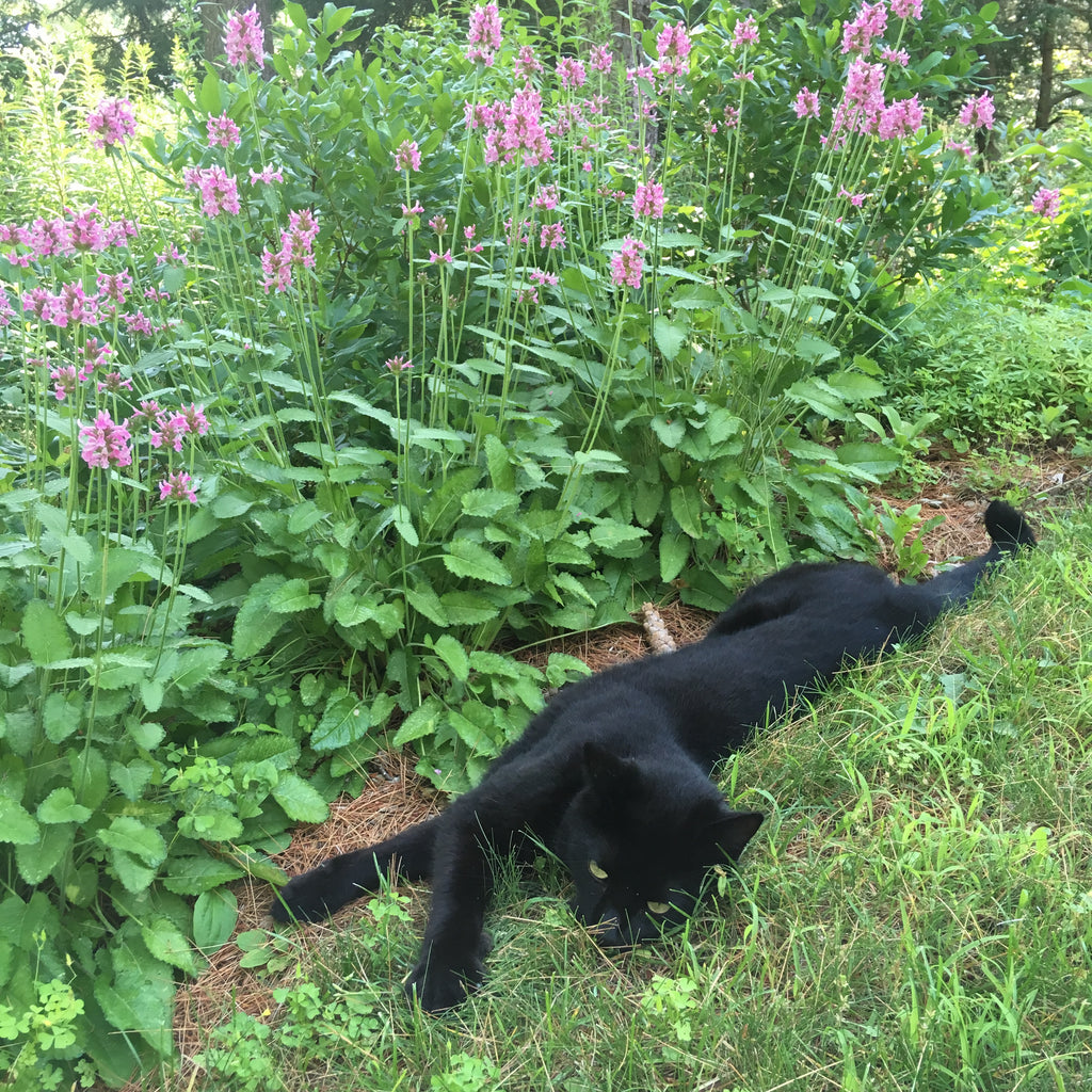 Private Mentorship Mornings in the Sanctary Garden