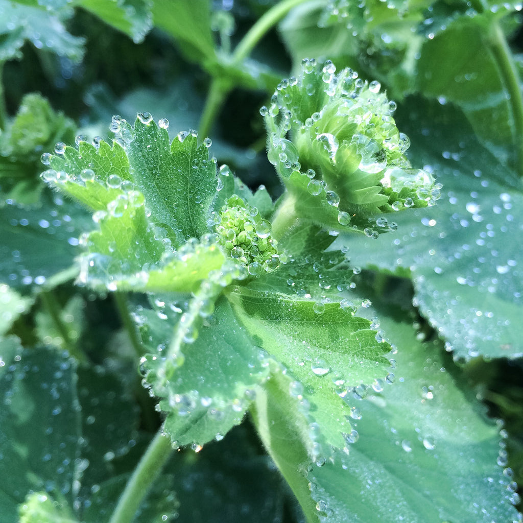 The Enchantment of Flower Essences