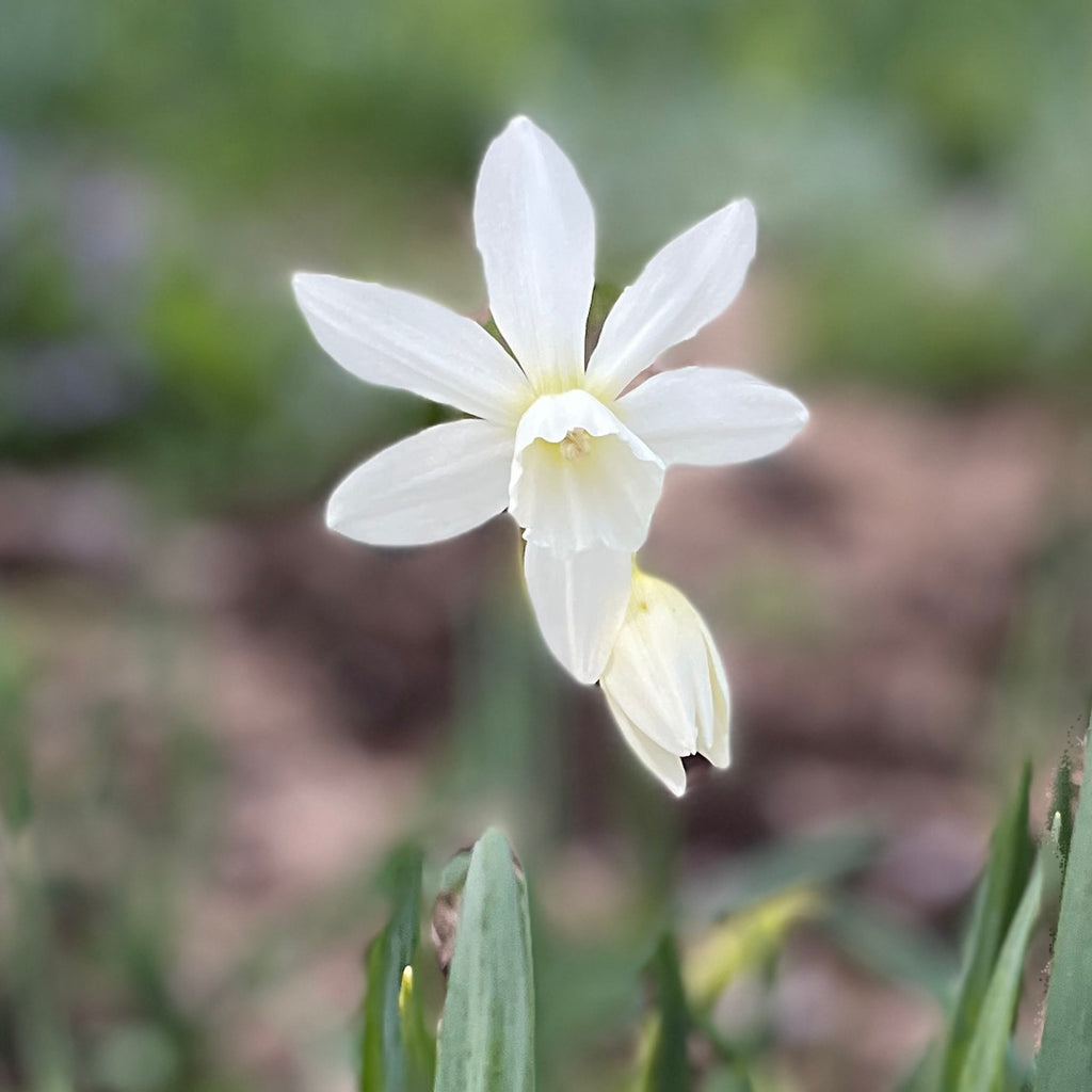 Spring Open Garden ~ May 10th