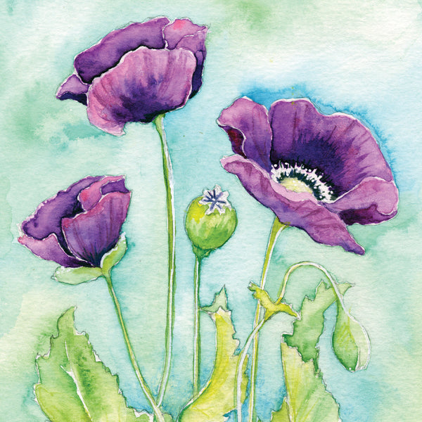 Purple Poppy (Evolution) Mounted Print